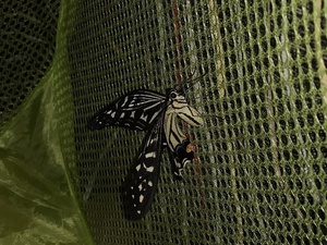 22DC1B91-889F-43A2-A0C3-ECED60F7271B.jpeg
