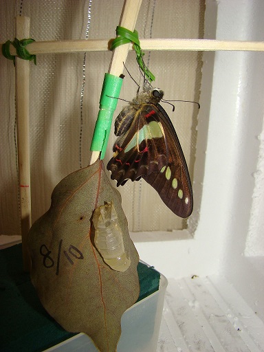 アオスジアゲハの写真: アゲハ蝶飼育日記