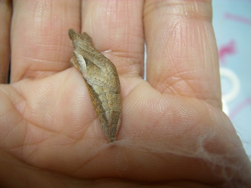 キアゲハ（異常型・1メス・岩手県産） キアゲハ（異常型・1メス・岩手県産） キアゲハ（異常型・1メス