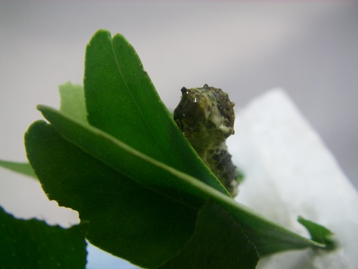 また幼虫が変だ アゲハ蝶飼育日記