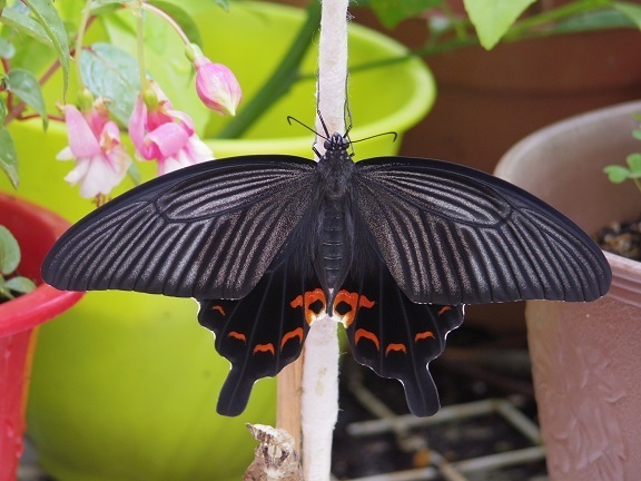 ステンドグラス進捗状況: アゲハ蝶飼育日記