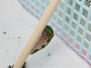 前蛹 蛹化 サナギの移動など アゲハ蝶飼育日記