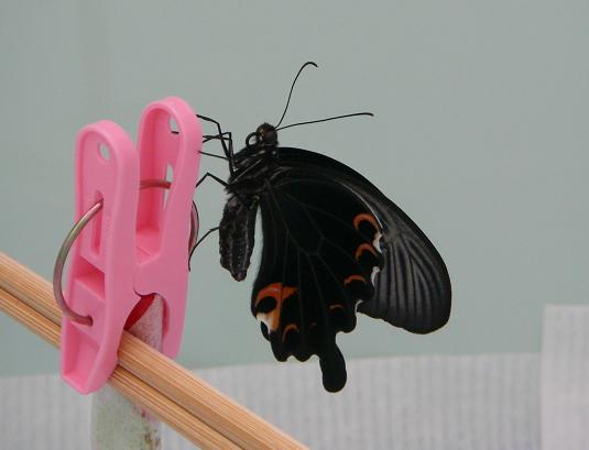 備忘録 2 アゲハ蝶飼育日記