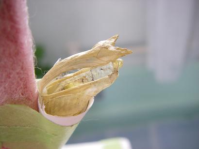 こんな時どうしたっけ サナギ編 備忘録 アゲハ蝶飼育日記